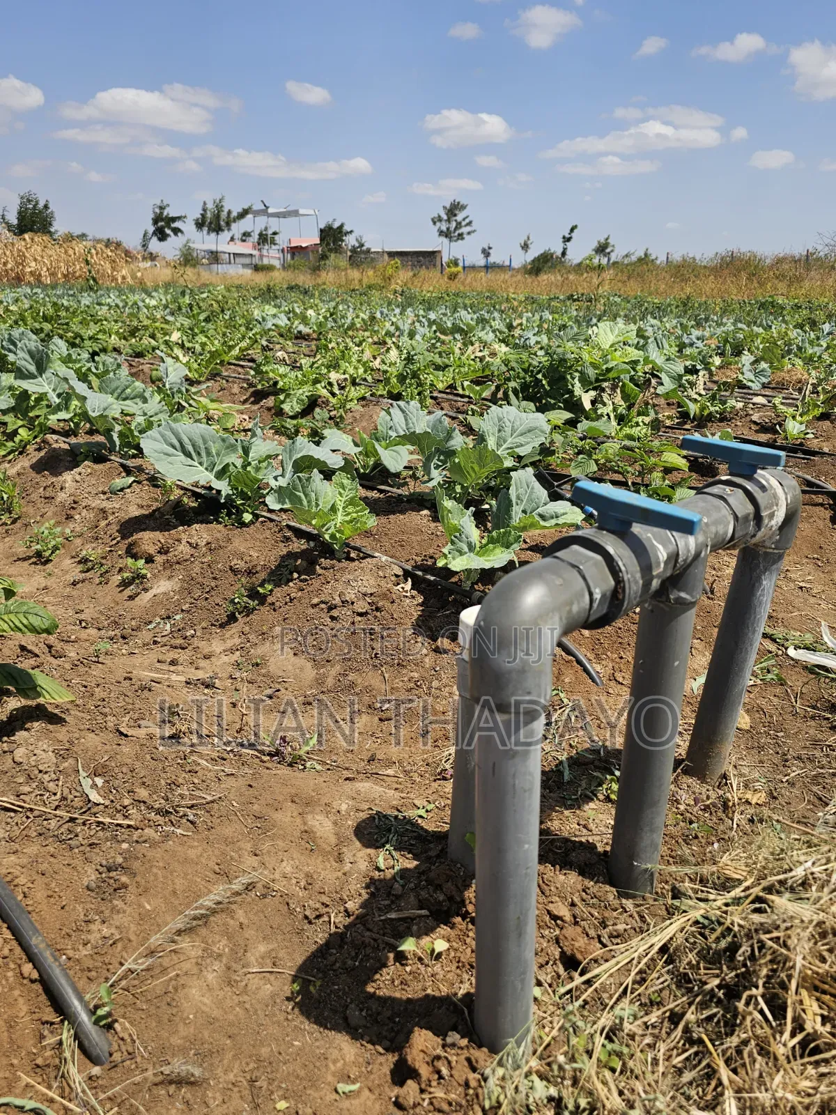 50*100 Farming Plots in Matuu