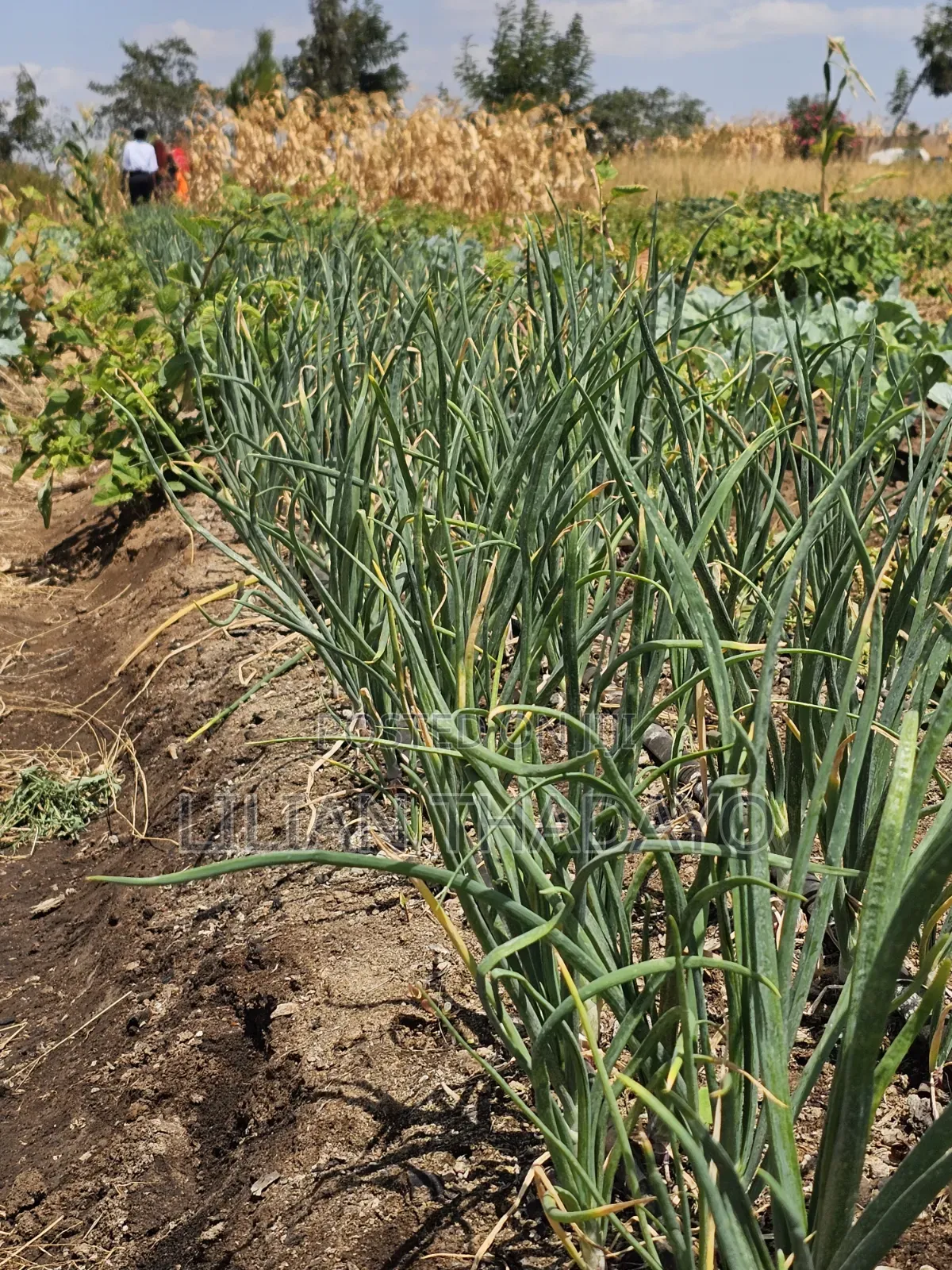50*100 Farming Plots in Matuu