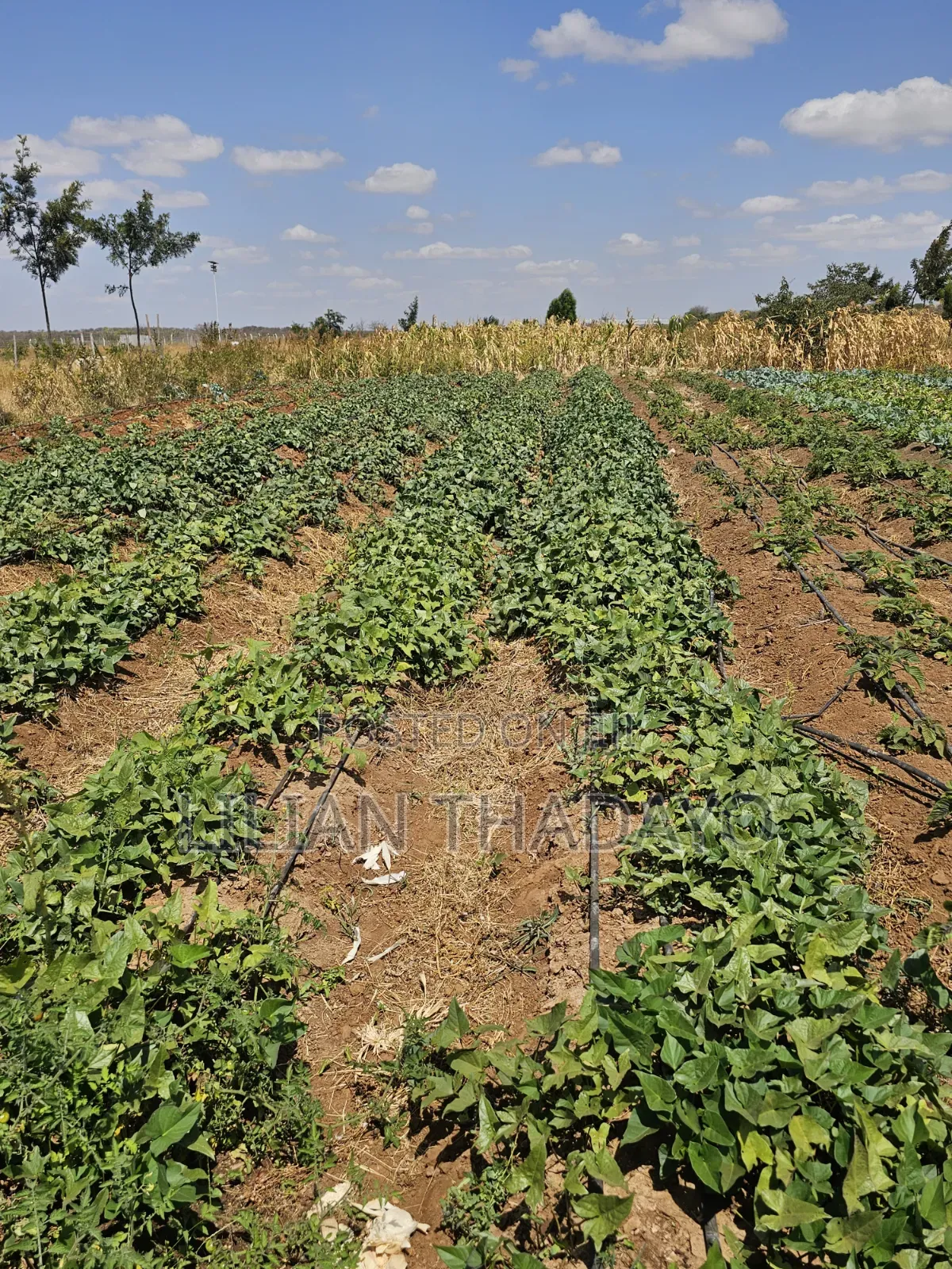 50*100 Farming Plots in Matuu