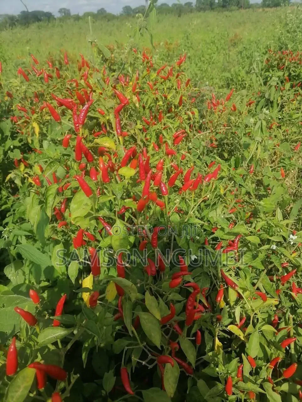 Agricultural Land on Sale