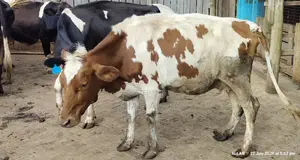 Dairy Cows