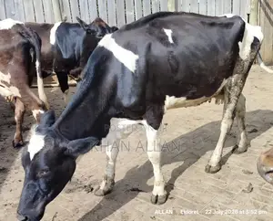 Dairy Cows