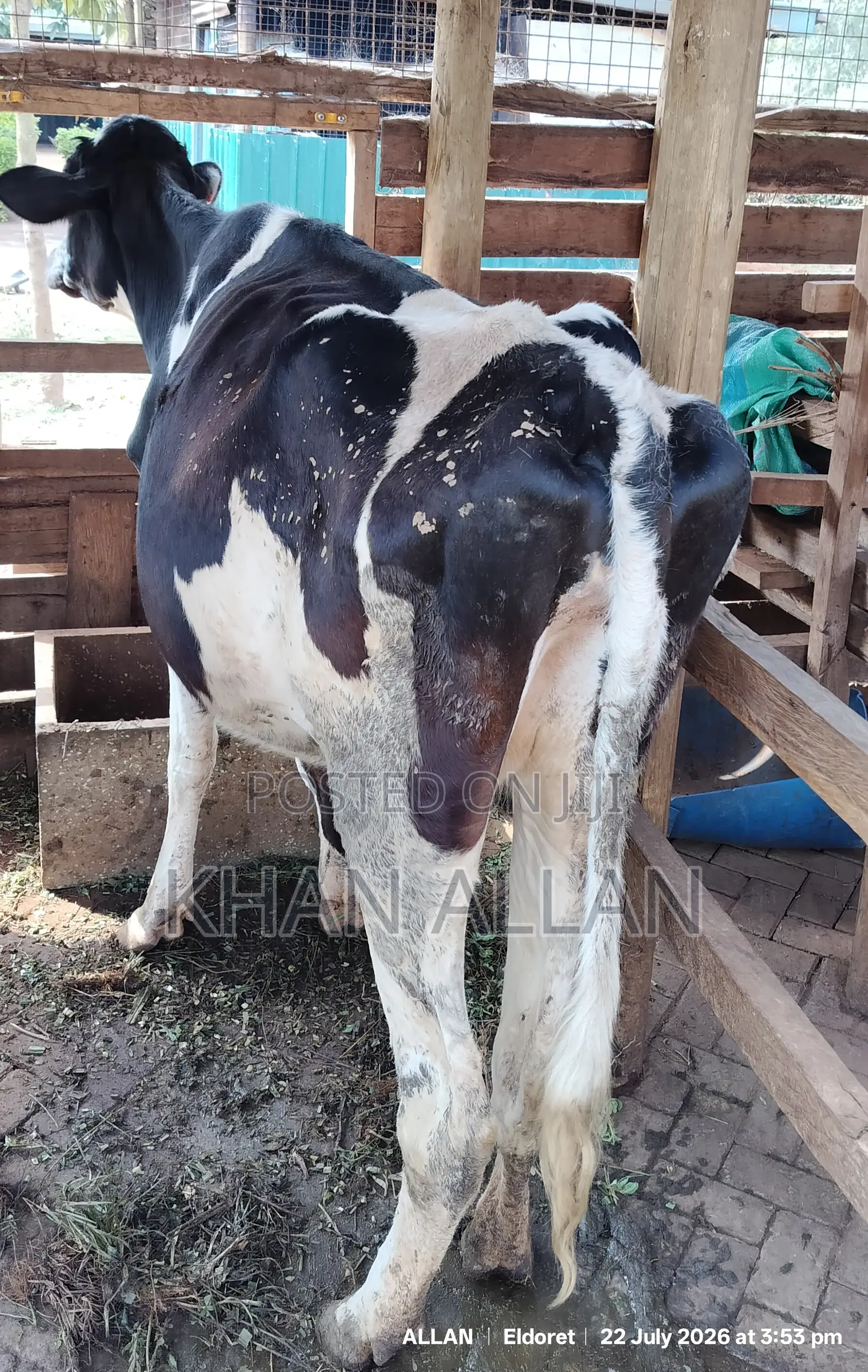 Dairy Cows