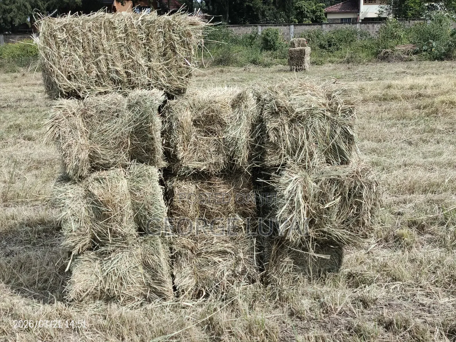 Boma Rhodes Grass