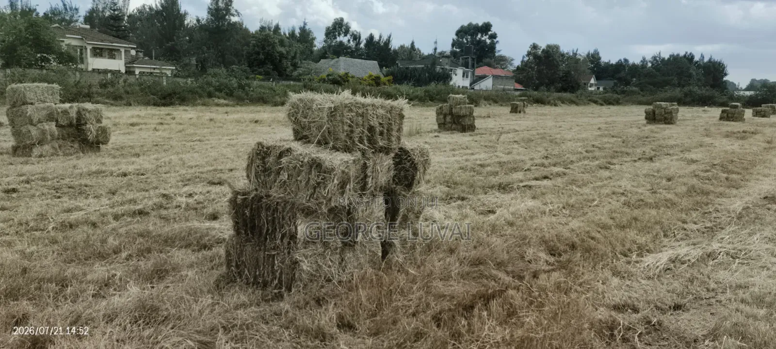Boma Rhodes Grass