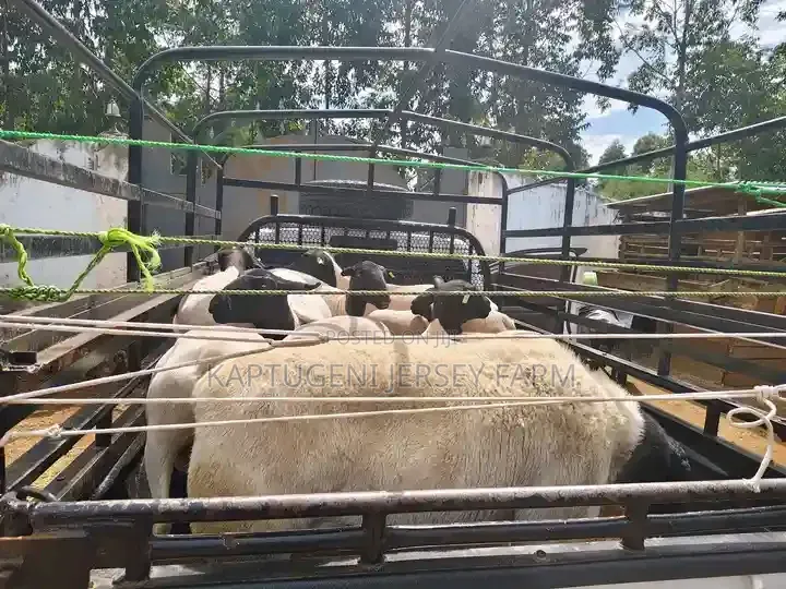 Dorper Sheep