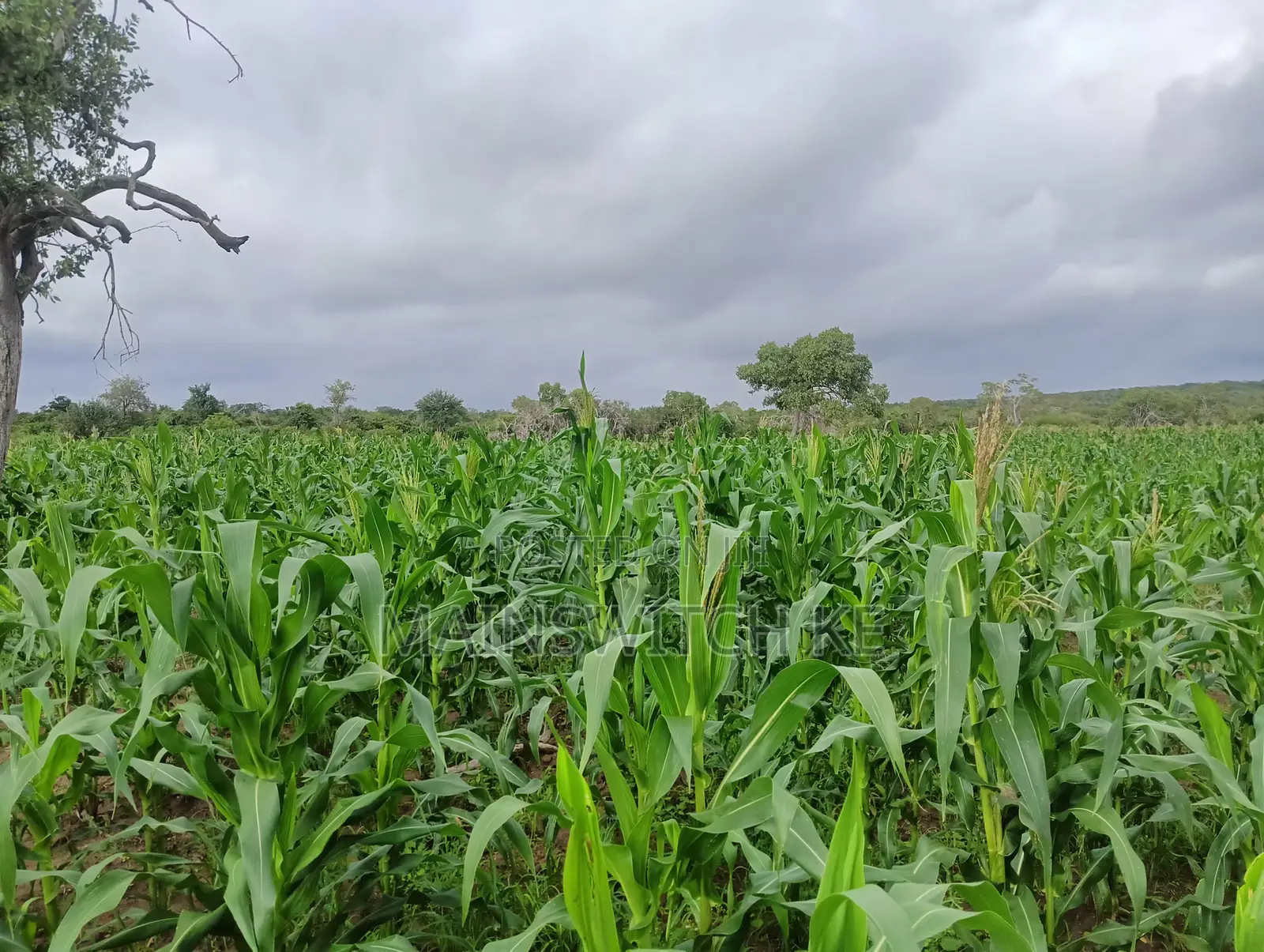 28 Acres With Numbers Waiting for Tittle Deed for Sale