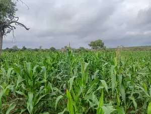 28 Acres With Numbers Waiting for Tittle Deed for Sale
