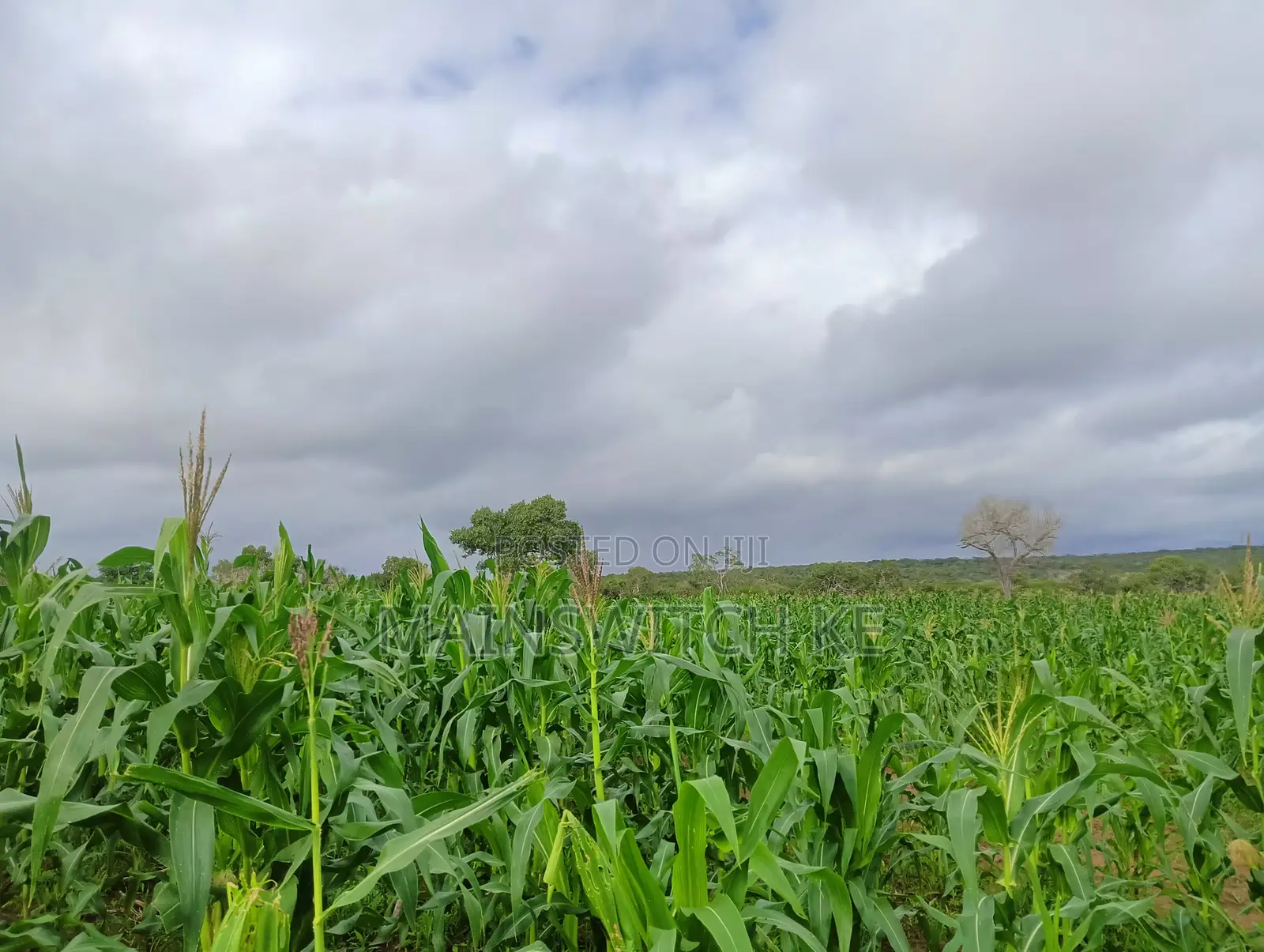 28 Acres With Numbers Waiting for Tittle Deed for Sale