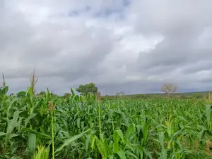 28 Acres With Numbers Waiting for Tittle Deed for Sale