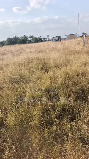 50 by 82 at Kadafu