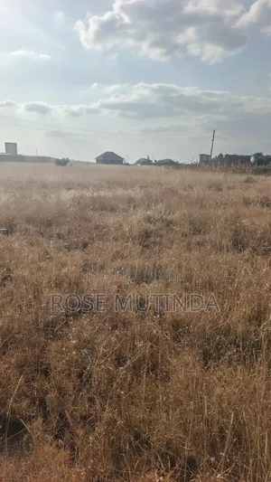 50 by 82 at Kadafu
