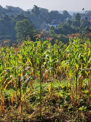 1⁄8 Acre Ngong ( Ngonghills Road)