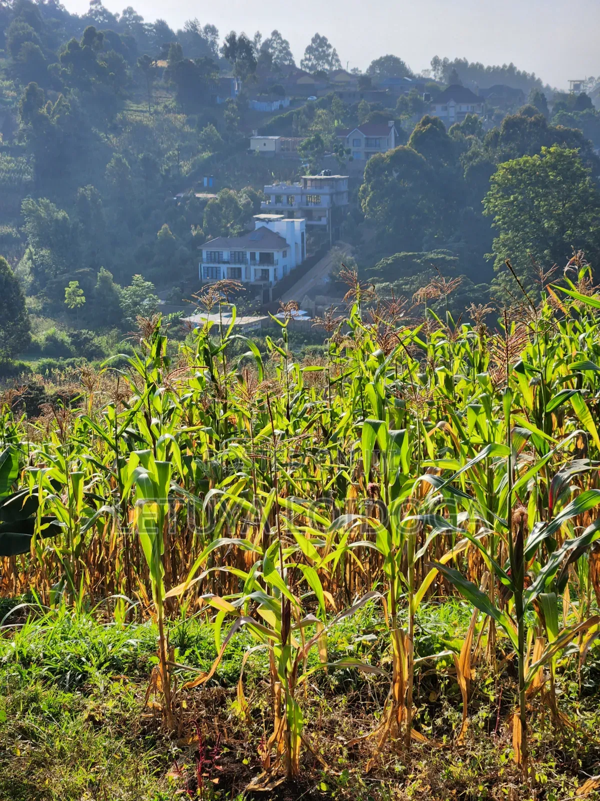 1⁄8 Acre Ngong ( Ngonghills Road)