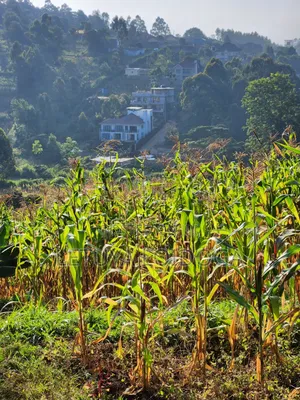 1⁄8 Acre Ngong ( Ngonghills Road)