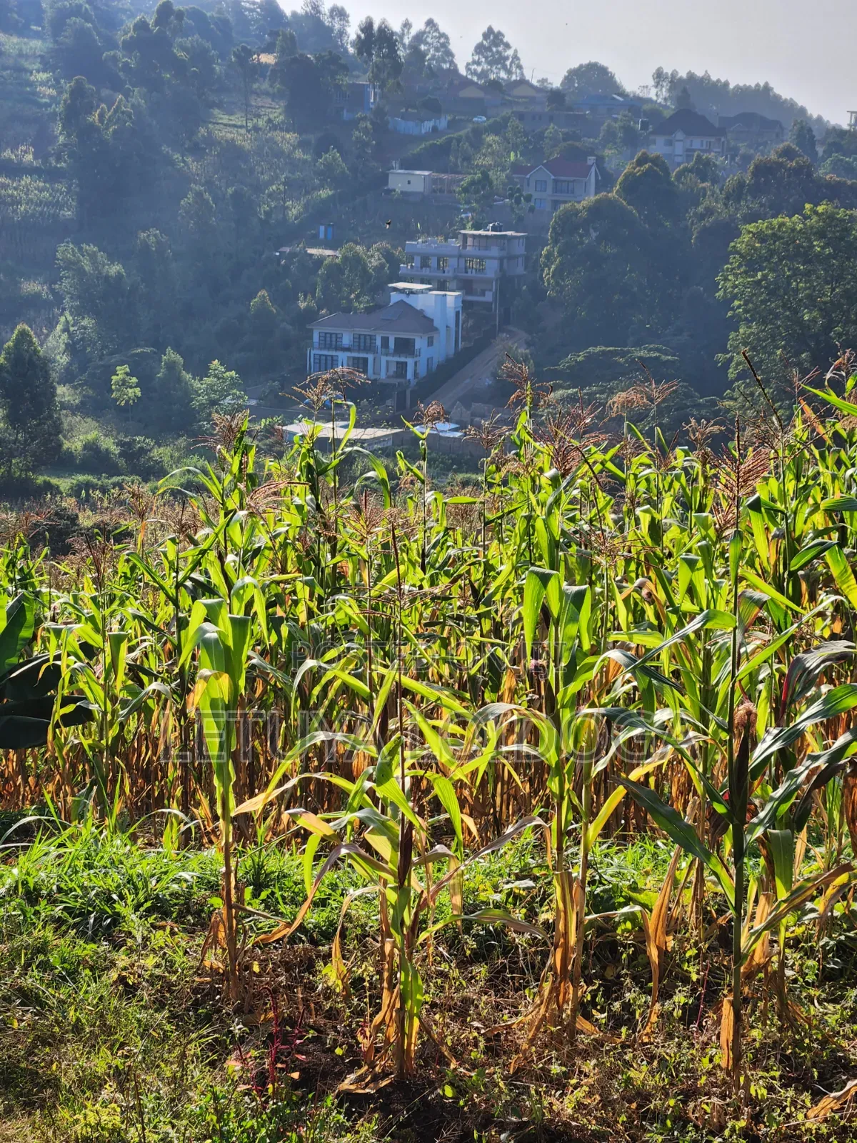 1⁄8 Acre Ngong ( Ngonghills Road)