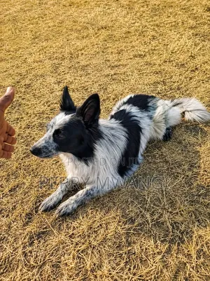 6-12 months Male Purebred Japanese Spitz