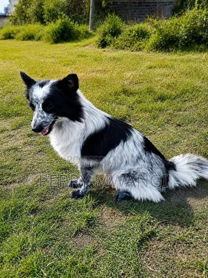 6-12 months Male Purebred Japanese Spitz