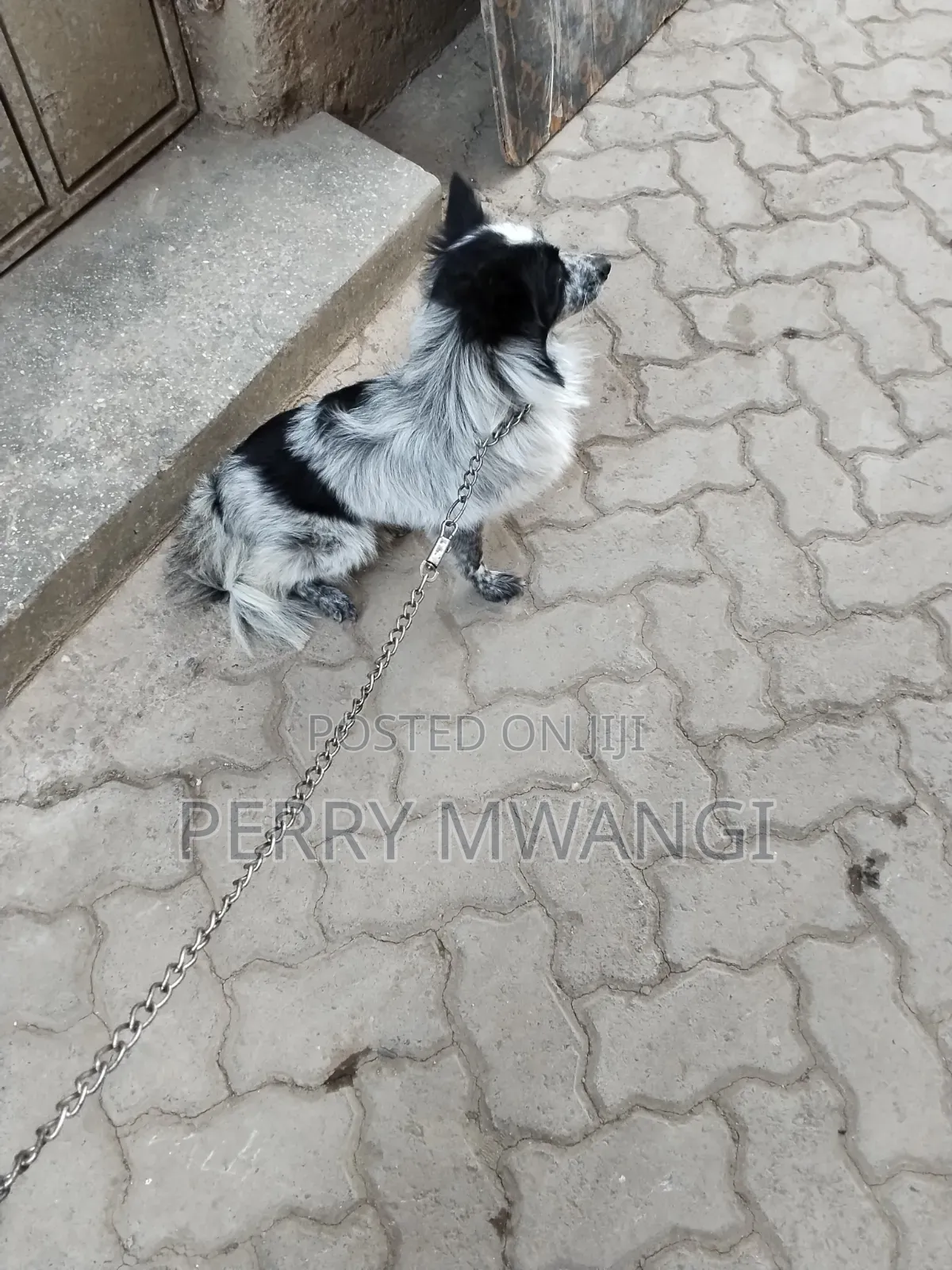 6-12 months Male Purebred Japanese Spitz