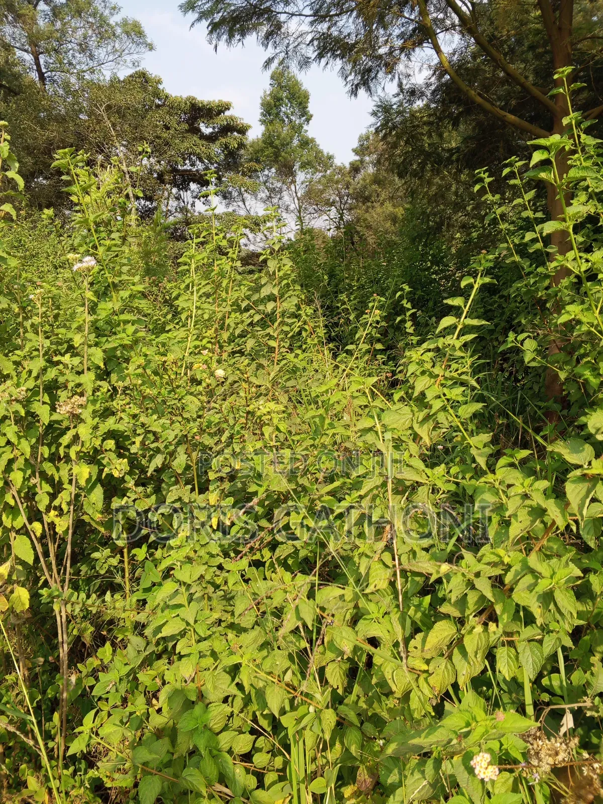 50*100 Plot for Sale