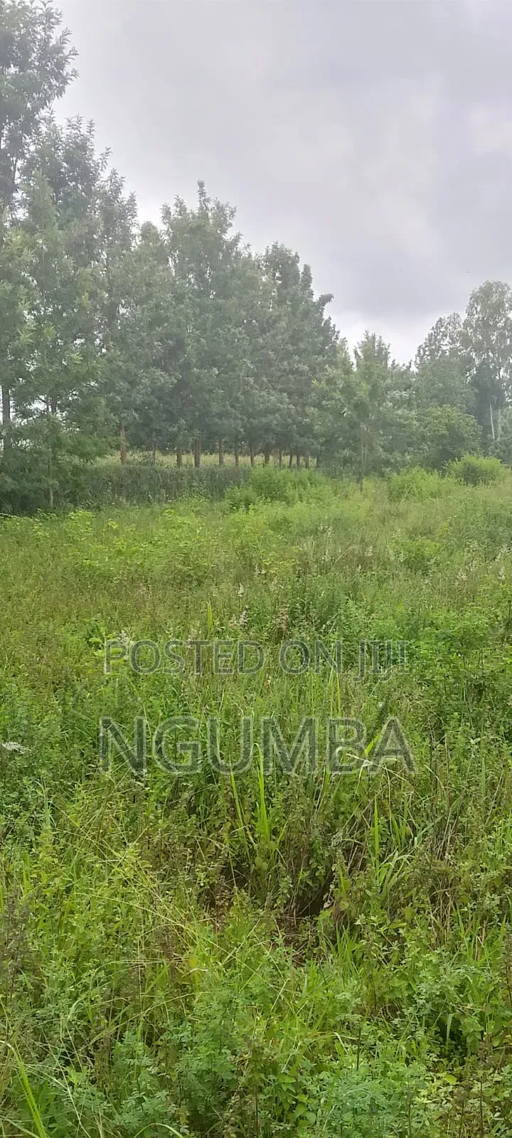 Coffee Farm for Lease