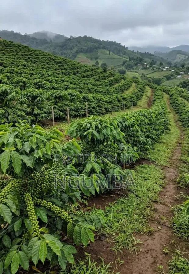Coffee Farm for Lease - thumbnail 6