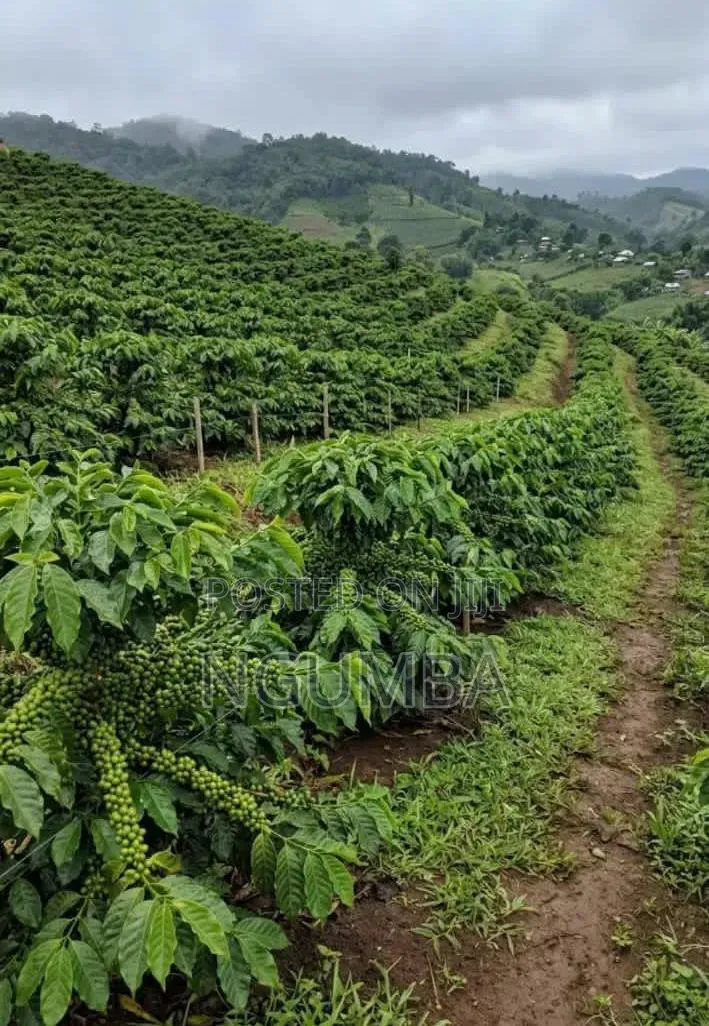Coffee Farm for Lease