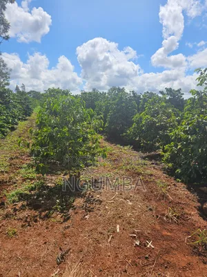 Coffee Farm for Lease