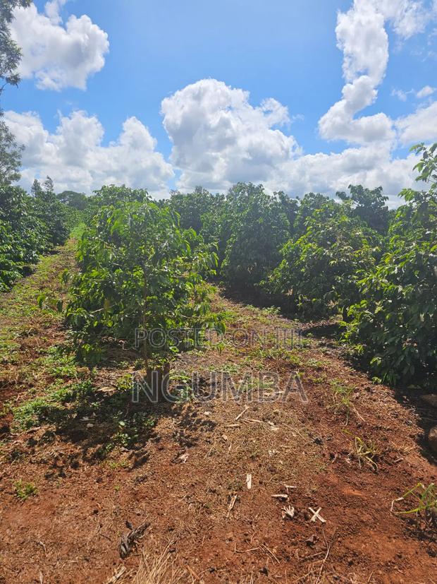 Coffee Farm for Lease - thumbnail 2