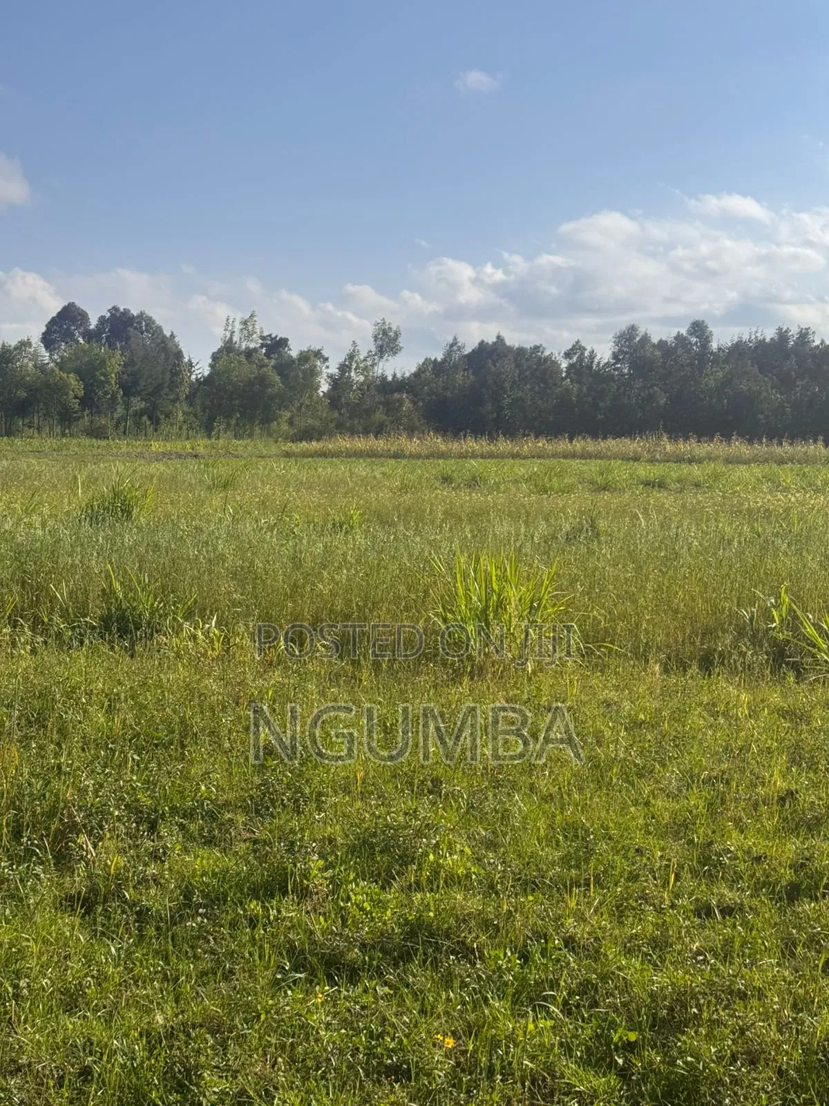 Coffee Farm for Lease