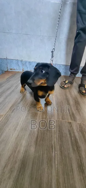 3-6 months Male Purebred Dachshund