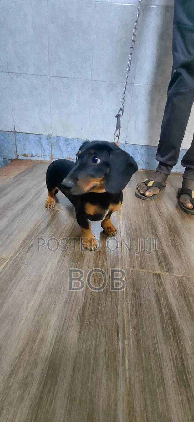 3-6 months Male Purebred Dachshund