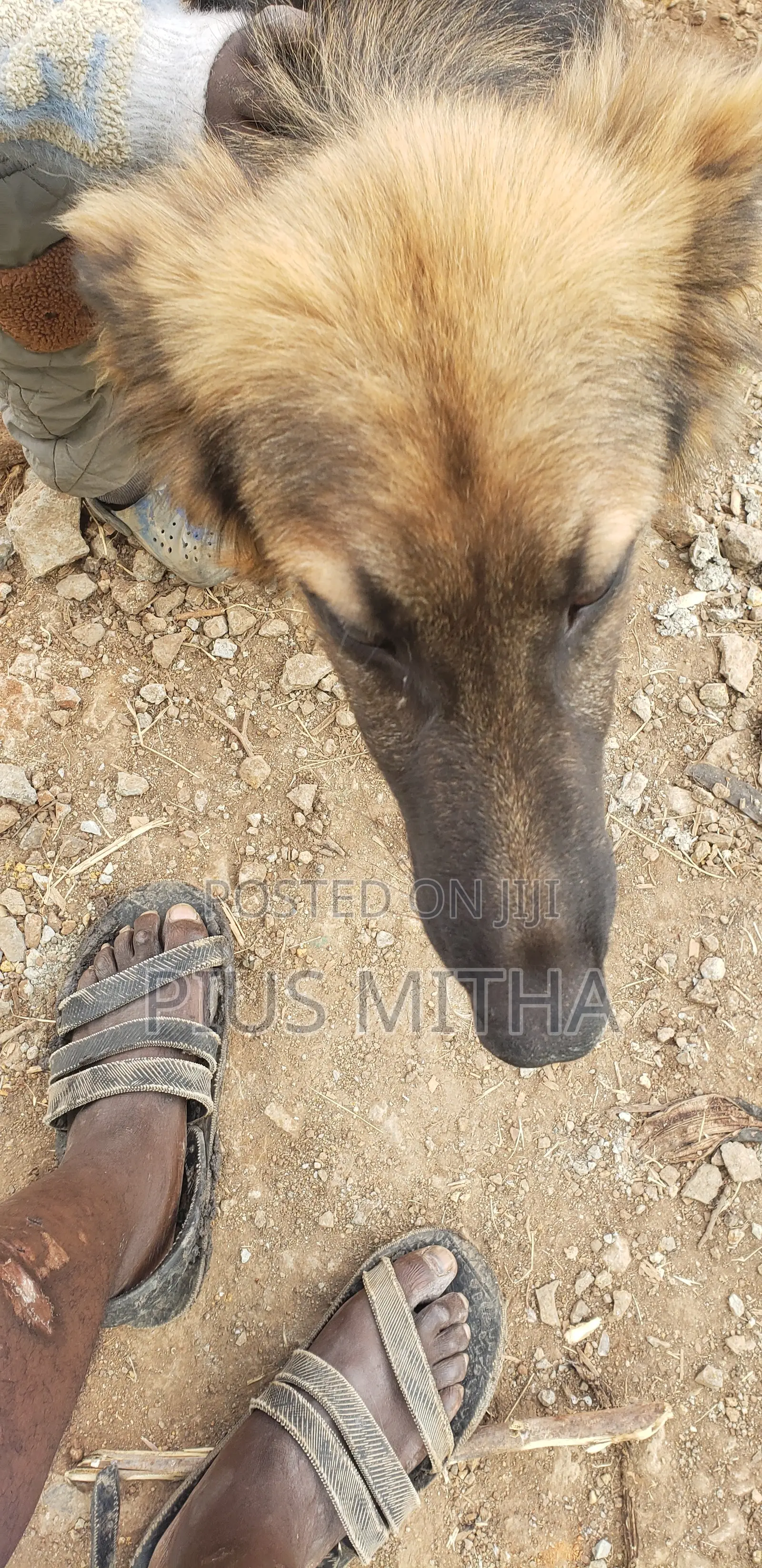 1-3 months Male Mixed Breed German Shepherd