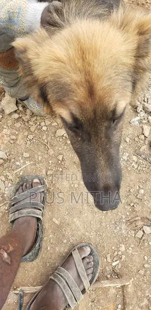 1-3 months Male Mixed Breed German Shepherd