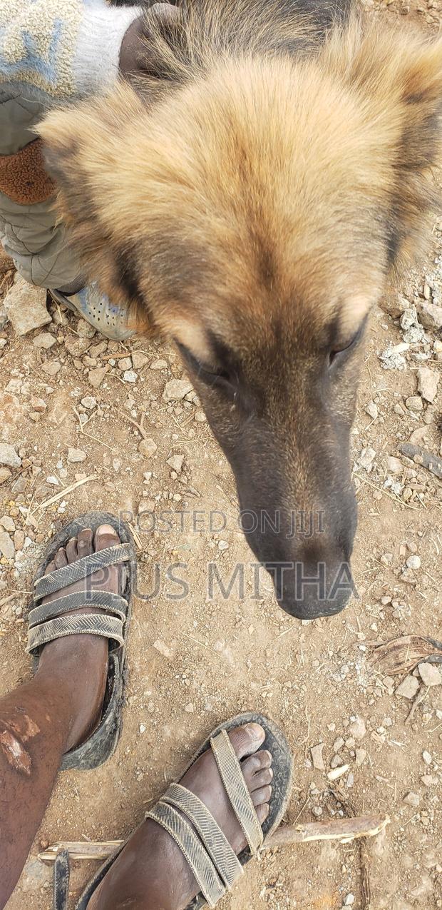 1-3 months Male Mixed Breed German Shepherd - thumbnail 2