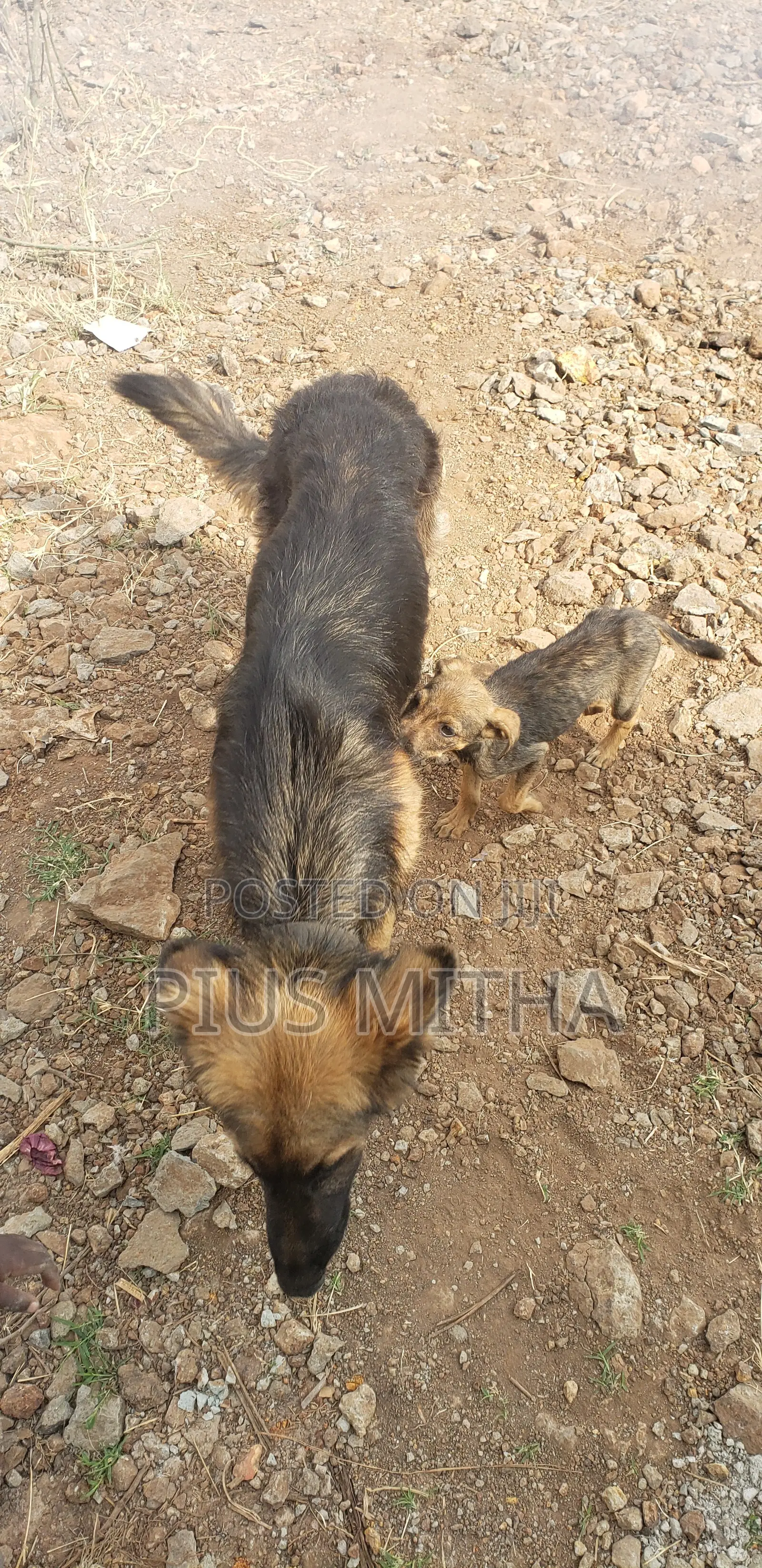 1-3 months Male Mixed Breed German Shepherd