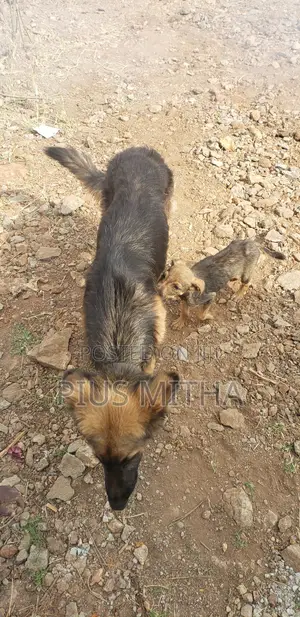 1-3 months Male Mixed Breed German Shepherd