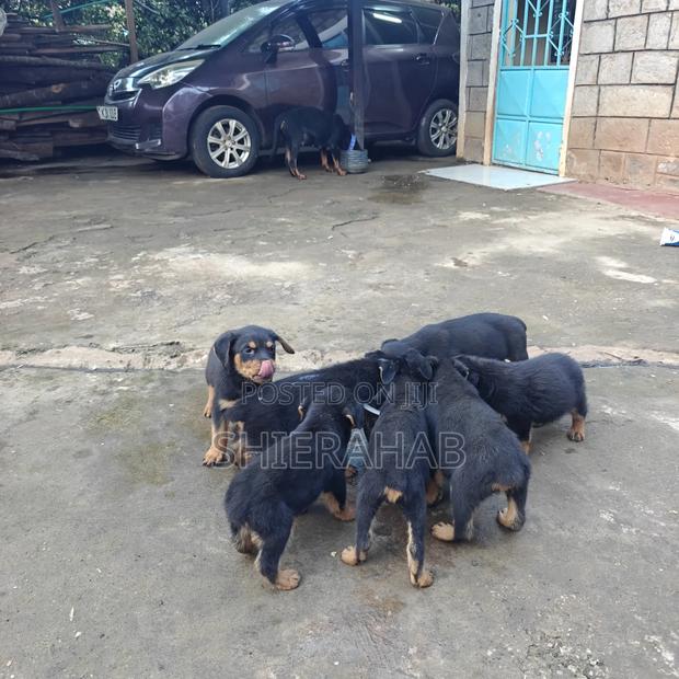 1-3 months Female Purebred Rottweiler - main view