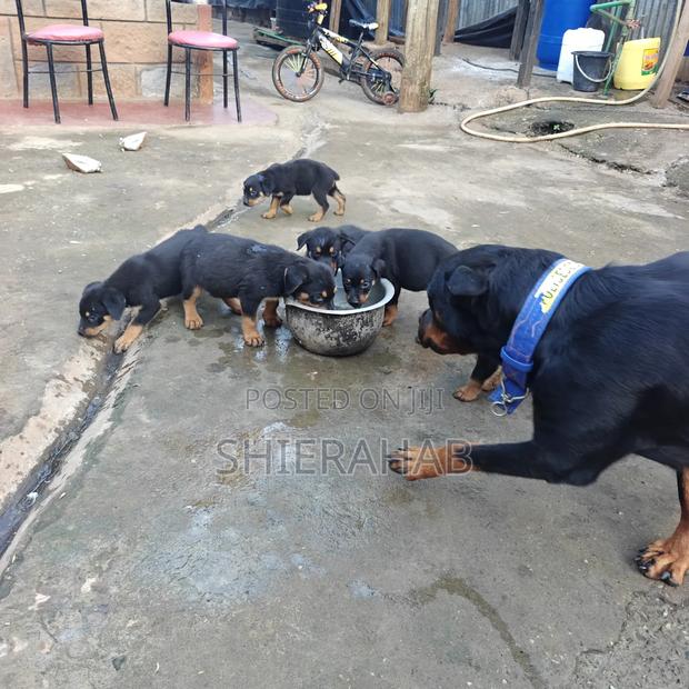 1-3 months Female Purebred Rottweiler - thumbnail 2