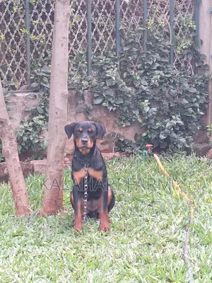 3-6 months Female Purebred Rottweiler