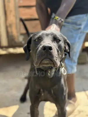 0-1 month Male Purebred Boerboel