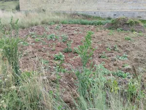 Genuine Clean 1/8 Plot Olkalou Town