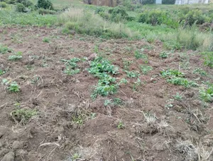 Genuine Clean 1/8 Plot Olkalou Town