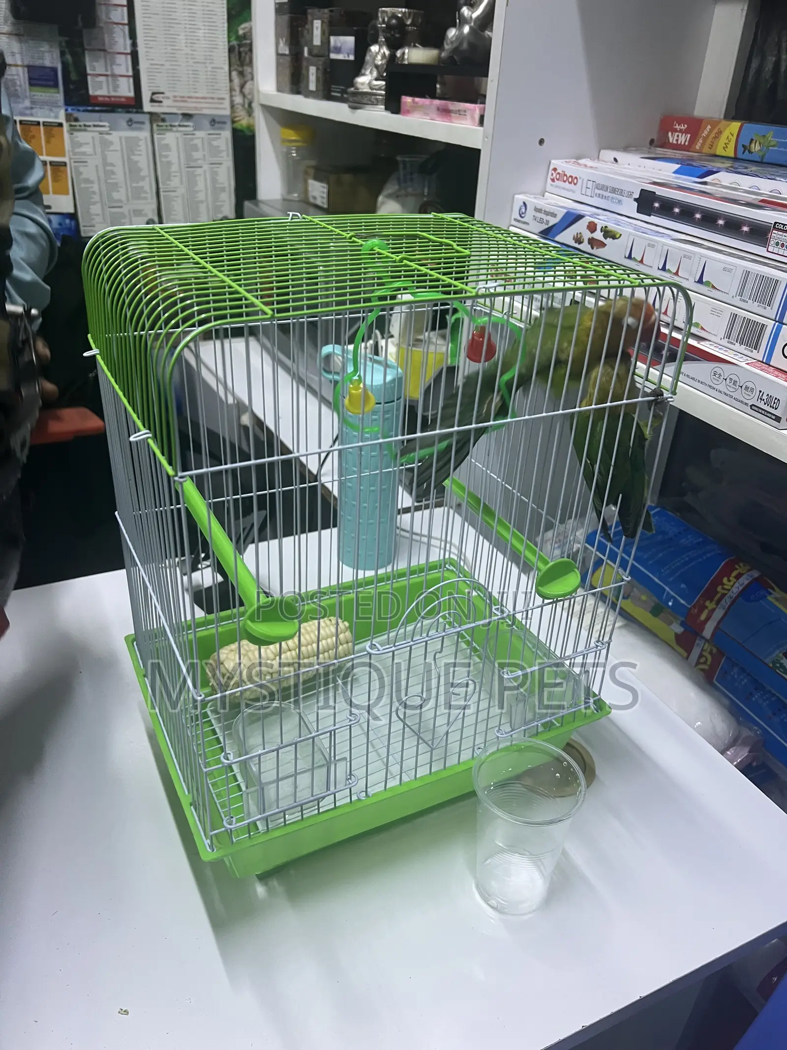 Love :Birds