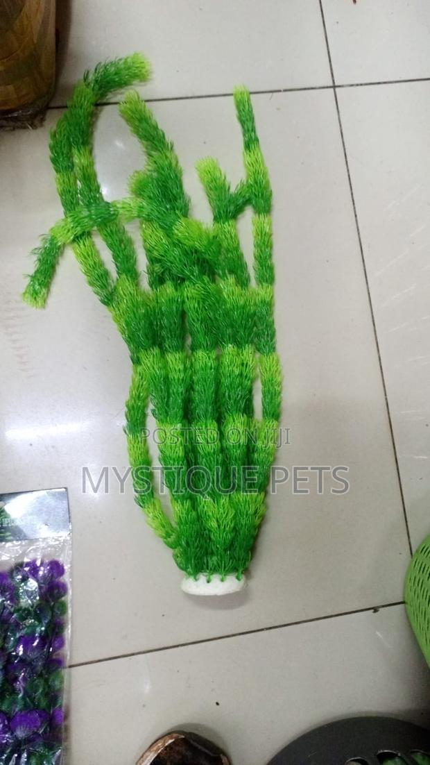 Aquarium Plant’s
