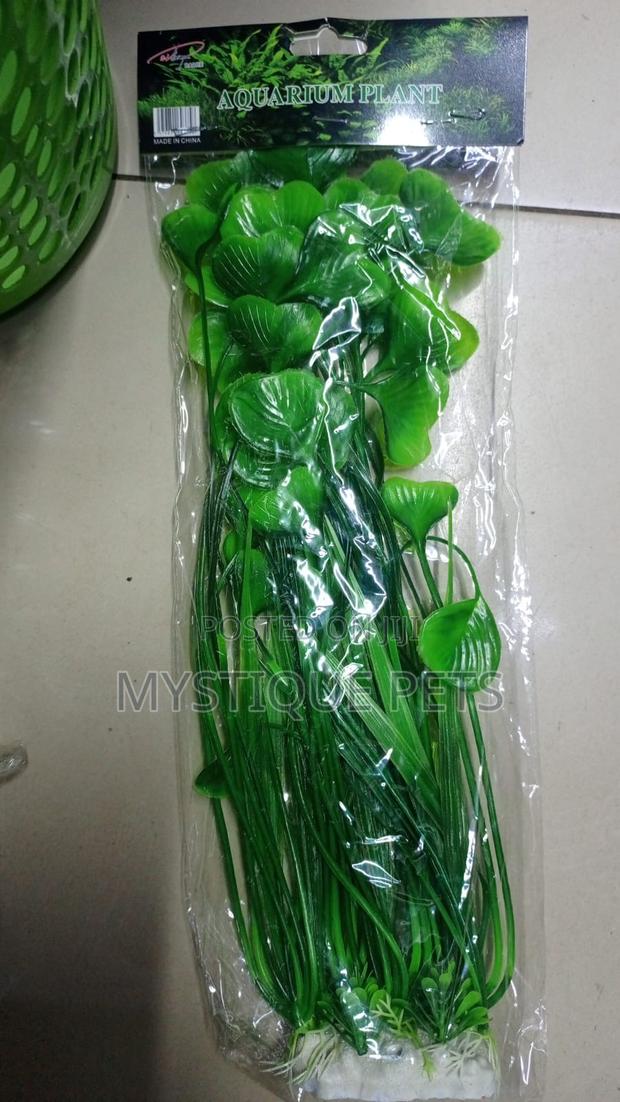 Bush Aquarium Plants
