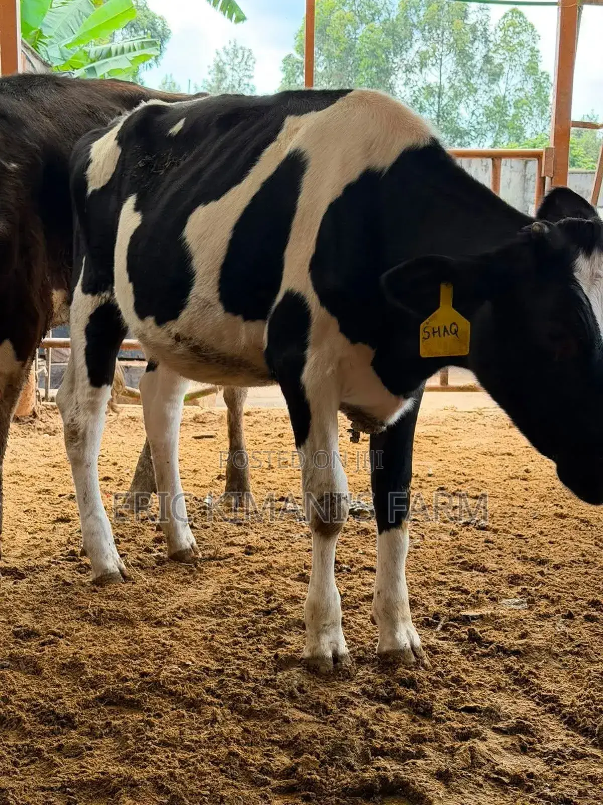 Pedigree Calf's