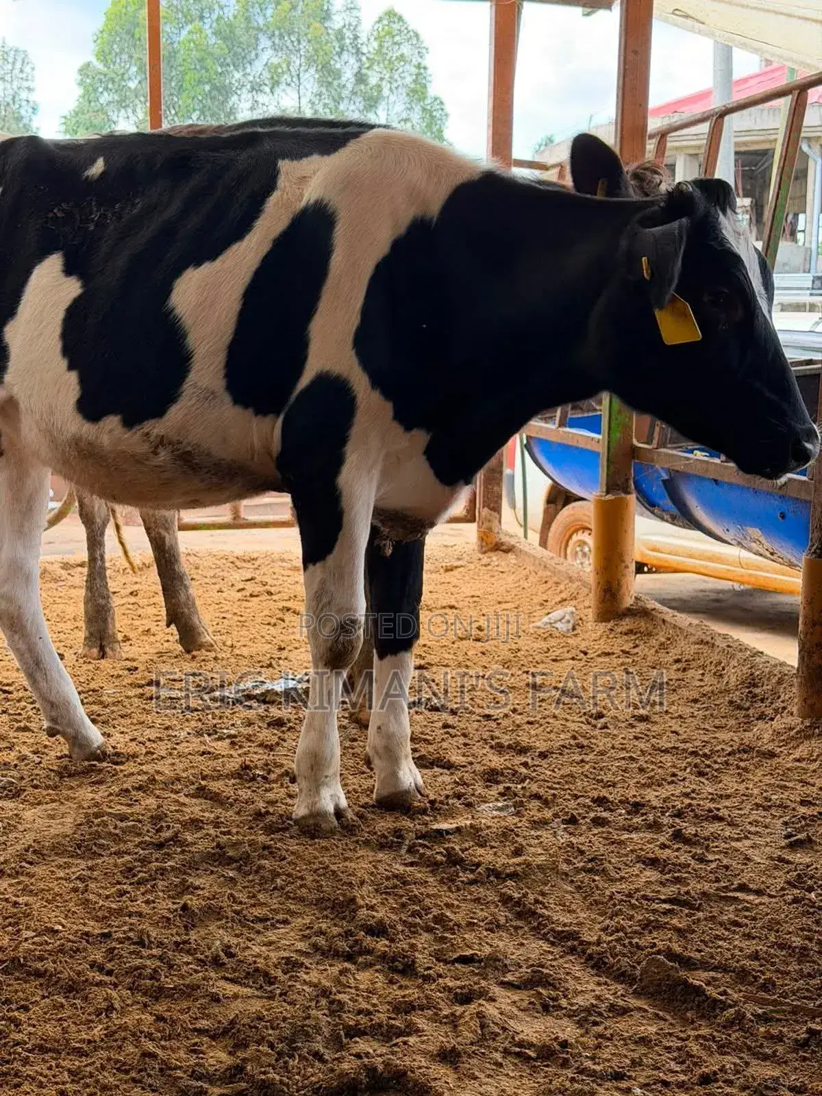 Pedigree Calf's
