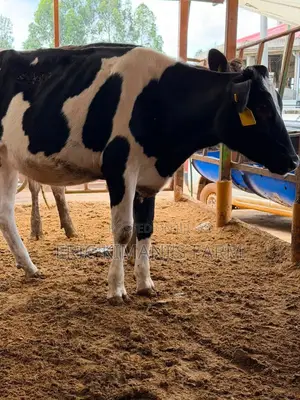 Pedigree Calf's
