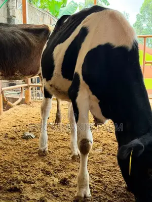 Pedigree Calf's